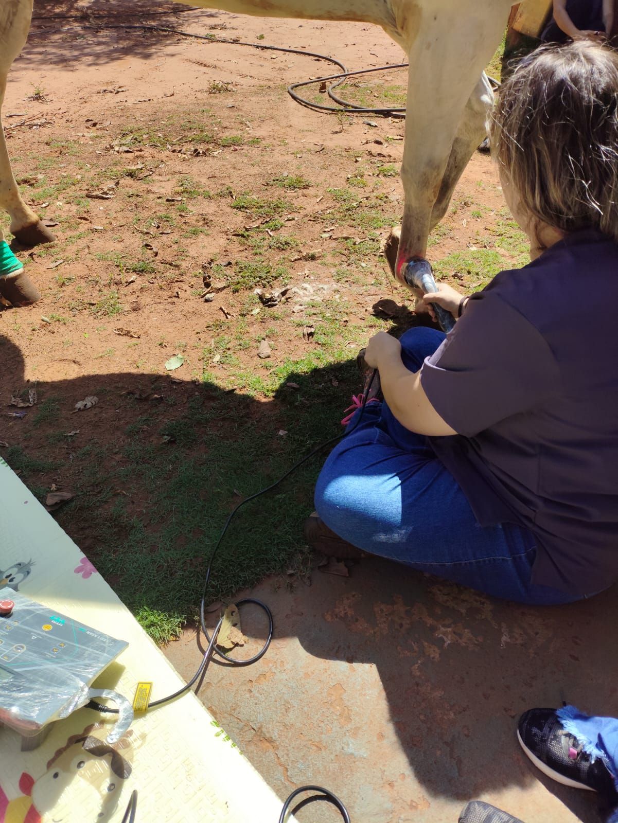 Galeria