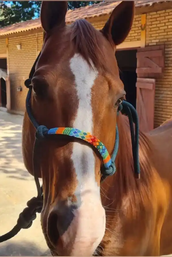 Fisiatria e reabilitação veterinária em Presidente Prudente